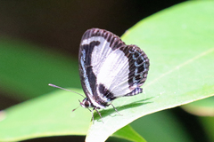 Psychonotis caelius