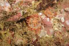 Telmatactis cricoides