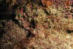 Telmatactis cricoides