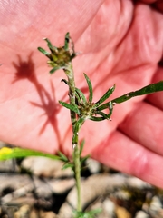Euchiton