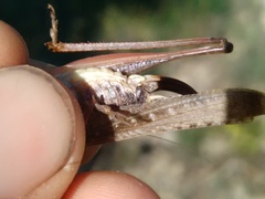 Platycleis intermedia