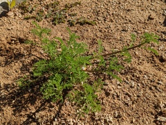 Oncosiphon pilulifer