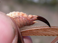 Platycleis intermedia