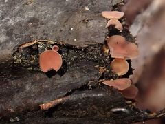 Ciboria aestivalis
