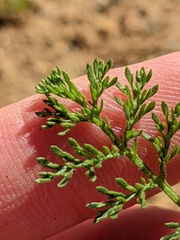 Oncosiphon pilulifer