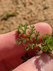 Oncosiphon pilulifer