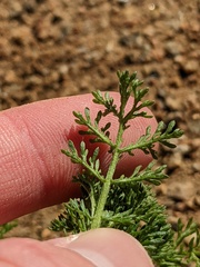 Oncosiphon pilulifer