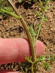 Oncosiphon pilulifer