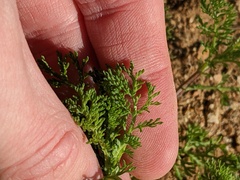 Oncosiphon pilulifer