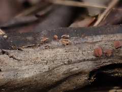 Ciboria aestivalis