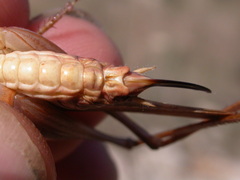 Platycleis intermedia