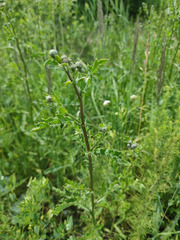 Cirsium arvense arvense