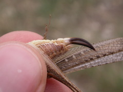 Platycleis intermedia