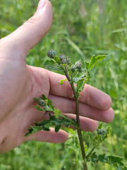 Cirsium arvense arvense
