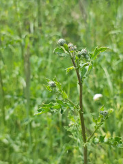 Cirsium arvense arvense