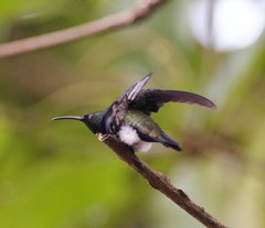 Anthracothorax dominicus