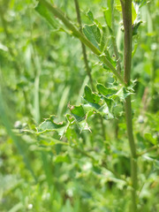 Cirsium arvense arvense