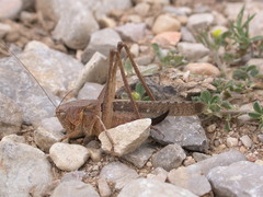Platycleis intermedia