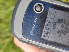 Cirsium arvense arvense