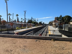 Oncosiphon pilulifer