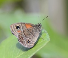 Calisto obscura