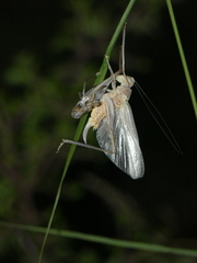 Platycleis intermedia