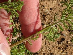 Oncosiphon pilulifer