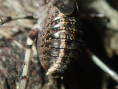 Acripeza reticulata