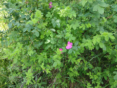 Rosa × majorugosa