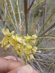 Gomphocarpus filiformis