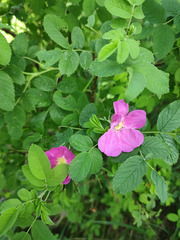 Rosa × majorugosa