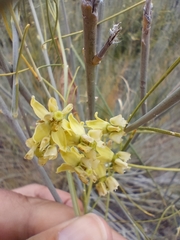 Gomphocarpus filiformis