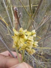 Gomphocarpus filiformis