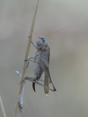 Platycleis intermedia