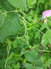 Rosa × majorugosa