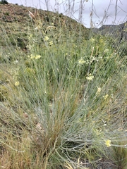 Gomphocarpus filiformis