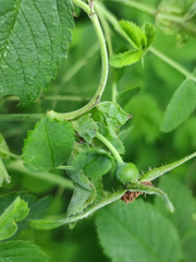 Rosa × majorugosa