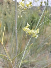 Gomphocarpus filiformis