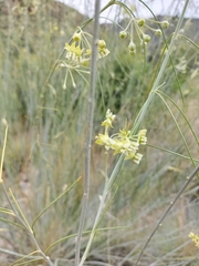 Gomphocarpus filiformis