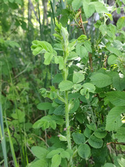 Rosa × majorugosa