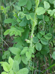 Rosa × majorugosa