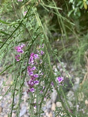 Carmichaelia odorata