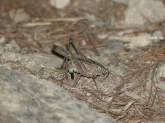 Platycleis intermedia