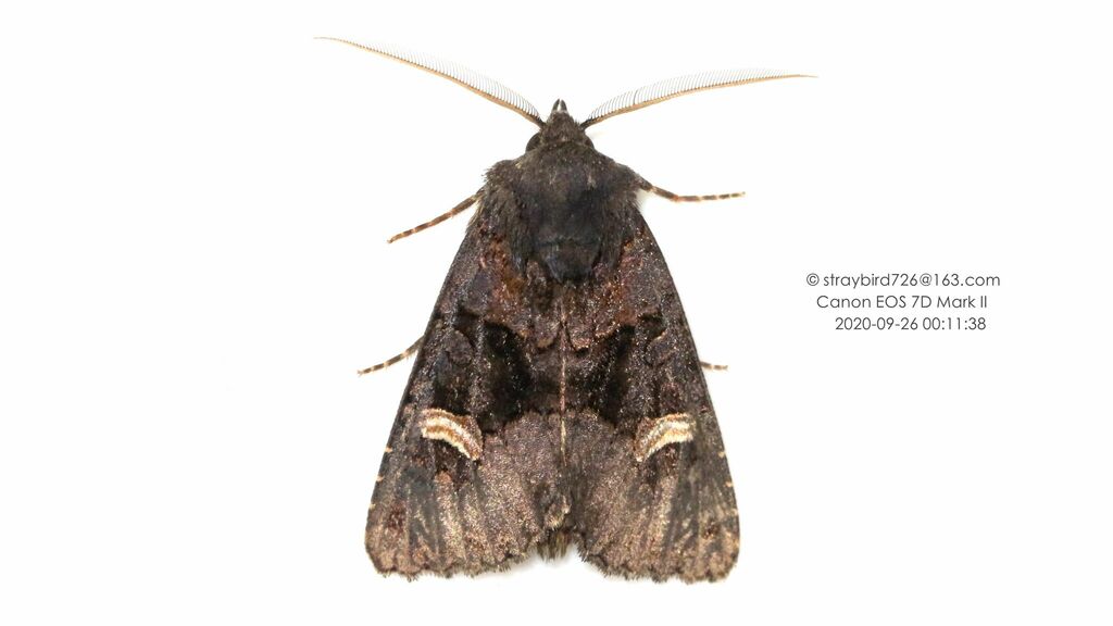 Nyssocnemis eversmanni