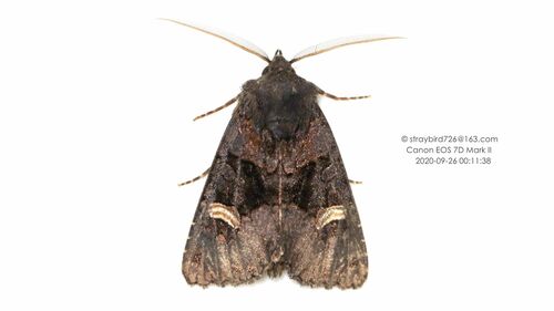 Nyssocnemis eversmanni