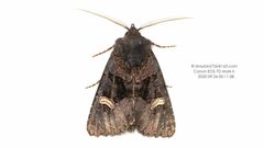 Nyssocnemis eversmanni