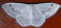 Teldenia specca