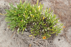 Gazania linearis