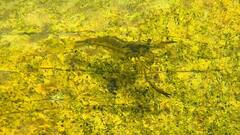 Macrobrachium auratum