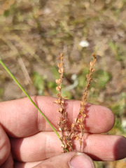 Veronica verna